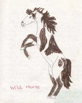 wildhors